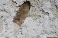 Noctua fimbriata/tirrenica