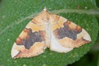Cidaria fulvata