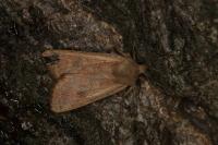 Sunira circellaris