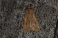 Sunira circellaris