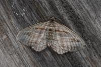 Costaconvexa polygrammata