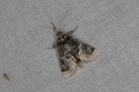 Loryma egregialis