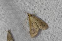 Achyra nudalis