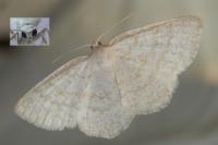 Cabera exanthemata