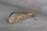 Euchromius bella