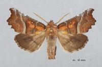 Scoliopteryx libatrix