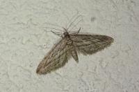 Eupithecia rosmarinata