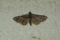 Gymnoscelis rufifasciata
