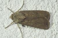 Peridroma saucia