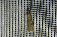 Nomophila noctuella