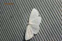 Cabera pusaria