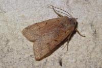 Agrochola lychnidis