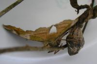 Apeira syringaria