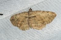 Horisme radicaria radicaria