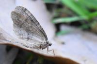 Operophtera brumata