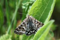 Euclidia mi