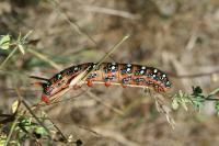 Hyles euphorbiae