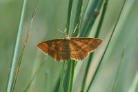 Idaea ochrata