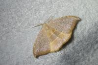 Watsonalla uncinula