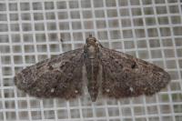Eupithecia tripunctaria