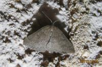 Aleucis distinctata