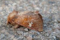 Amphipoea oculea
