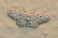 Idaea seriata