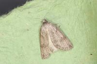 Pachycnemia hippocastanaria hippocastanaria