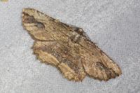Menophra abruptaria