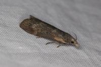 Lamoria anella