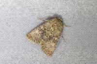 Recoropha canteneri