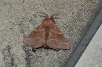 Malacosoma neustria