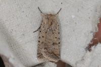 Caradrina clavipalpis
