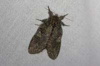 Peridea anceps