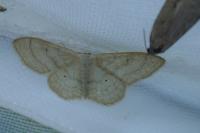 Idaea aversata