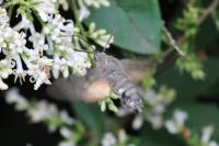 Macroglossum stellatarum