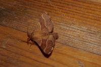 Malacosoma neustria