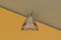 Evergestis forficalis