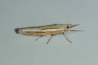 Agriphila tristella