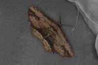 Menophra abruptaria