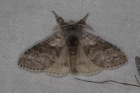 Calliteara pudibunda