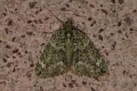 Chloroclysta siterata