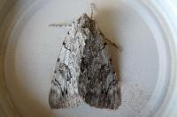 Catocala electa