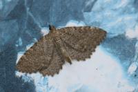 Philereme vetulata