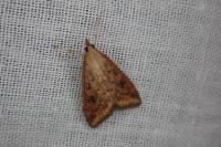 Udea ferrugalis