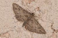 Gymnoscelis rufifasciata