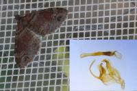 Xanthorhoe ferrugata