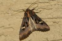 Trigonophora flammea