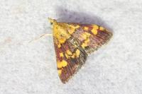 Pyrausta aurata
