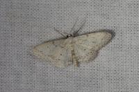 Idaea seriata
